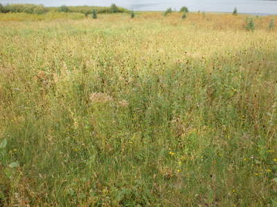 GDMBR: Remnant Cones from Yellow Cone Flowers (field).